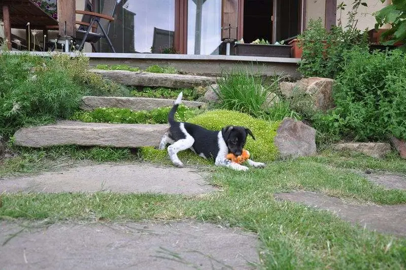 Trhač