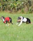 coursing-11-2011-1