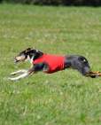 coursing-11-2011-2