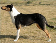 Cassiopeia Zlatíčko