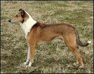 Alex Golden Dream Flying Ear