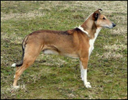 Alex Golden Dream Flying Ear