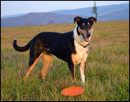 Holly Witch of Bohemia Balada