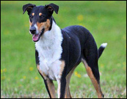 Holly Witch of Bohemia Balada