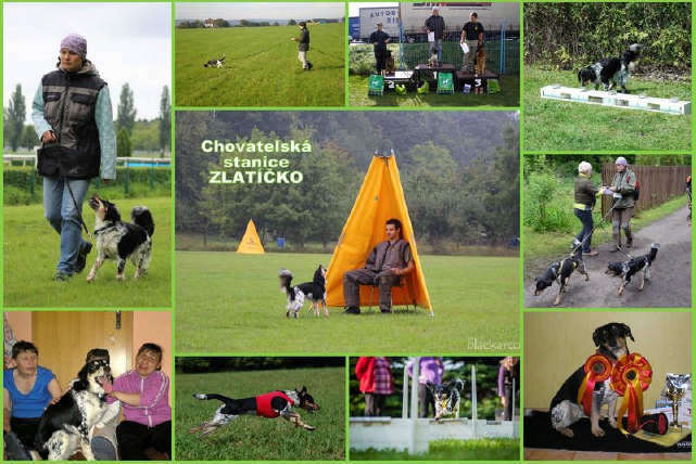 Zač je toho strakáč