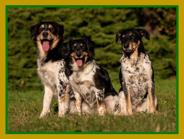 Zač je toho strakáč